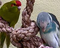 parakeet-for-sale-in-longwood-fl