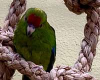 cinnamon-bird-for-sale-in-longwood-fl