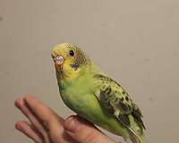 parakeet-for-sale