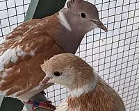 bonded-pair-fancy-ringneck-dove-for-sale