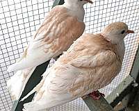 ringneck-dove-for-sale