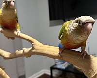 green-cheek-conure-for-sale