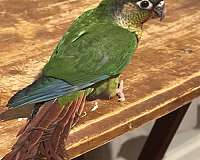 green-cheek-conure-for-sale-in-pennsylvania