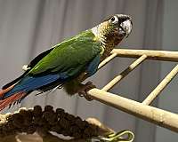 small-green-cheek-conure-for-sale