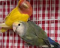 fischers-lovebird-for-sale-in-melbourne-fl