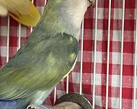 fischers-lovebird-for-sale