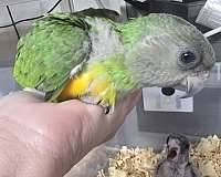 senegal-poicephalus-parrots-for-sale-in-homestead-fl