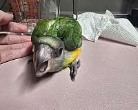 senegal-poicephalus-parrots-for-sale