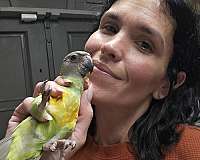 senegal-poicephalus-parrots-for-sale-in-homestead-fl