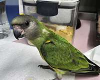 bird-for-sale-in-homestead-fl