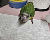 baby-senegal-poicephalus-parrots-for-sale