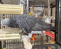 adult-bird-for-sale-in-ardmore-al