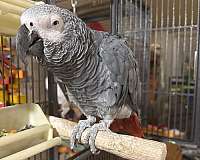 african-grey-parrot-for-sale