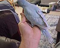 cobalt-bird-for-sale-in-eugene-or