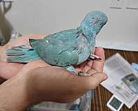 baby-parrot-for-sale