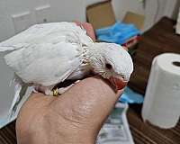 albino-bird-for-sale