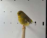 cinnamon-canary-gloster-canary-for-sale