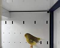 male-canary-gloster-canary-for-sale