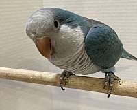 blue-quaker-parrots-for-sale