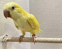 cobalt-quaker-parrots-for-sale