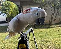 pink-moluccan-cockatoo-for-sale