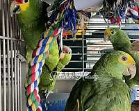 amazon-parrot-for-sale