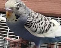 parakeet-for-sale