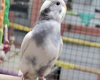 parakeet-for-sale-in-minnesota