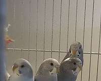 baby-parakeet-for-sale