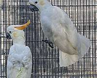 bonded-pair-bird-for-sale-in-dundee-fl