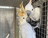 adult-bird-for-sale-in-dundee-fl