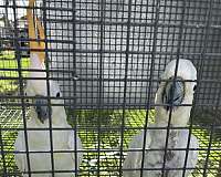 citron-crested-cockatoo-for-sale