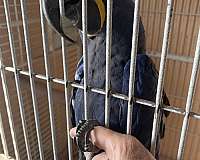 noisy-bird-for-sale-in-mesa-az