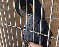 hyacinth-macaw-for-sale