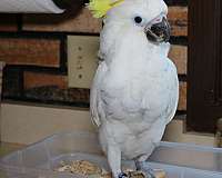 triton-cockatoo-for-sale