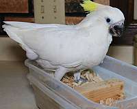 triton-cockatoo-for-sale-in-saint-paul-mn