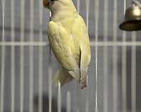 lovebird-for-sale