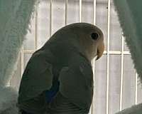 lovebird-for-sale-in-massachusetts