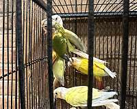 green-cheek-conure-for-sale-in-brooklyn-ny