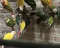 green-cheek-conure-for-sale