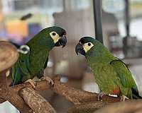 illigers-macaw-for-sale