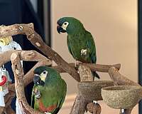 illigers-macaw-for-sale-in-florida