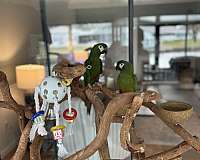 young-illigers-macaw-for-sale