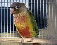 green-cheek-conure-for-sale-in-springfield-mo