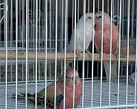 bourke-parakeet-for-sale-in-springfield-mo