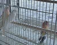 male-lutino-white-bird-for-sale