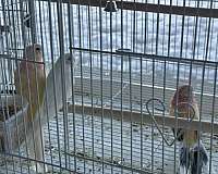 bourke-parakeet-for-sale