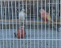 male-bird-for-sale-in-springfield-mo