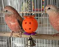 bourke-parakeet-for-sale-in-springfield-mo