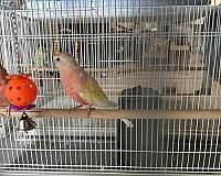 bourke-parakeet-for-sale